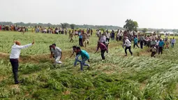 Warga korban banjir berlari untuk mendapatkan bantuan paket makanan yang didistribusikan oleh helikopter Angkatan Udara India di pinggiran Allahabad, India, Kamis. (25/08). (REUTERS / Jitendra Prakash)