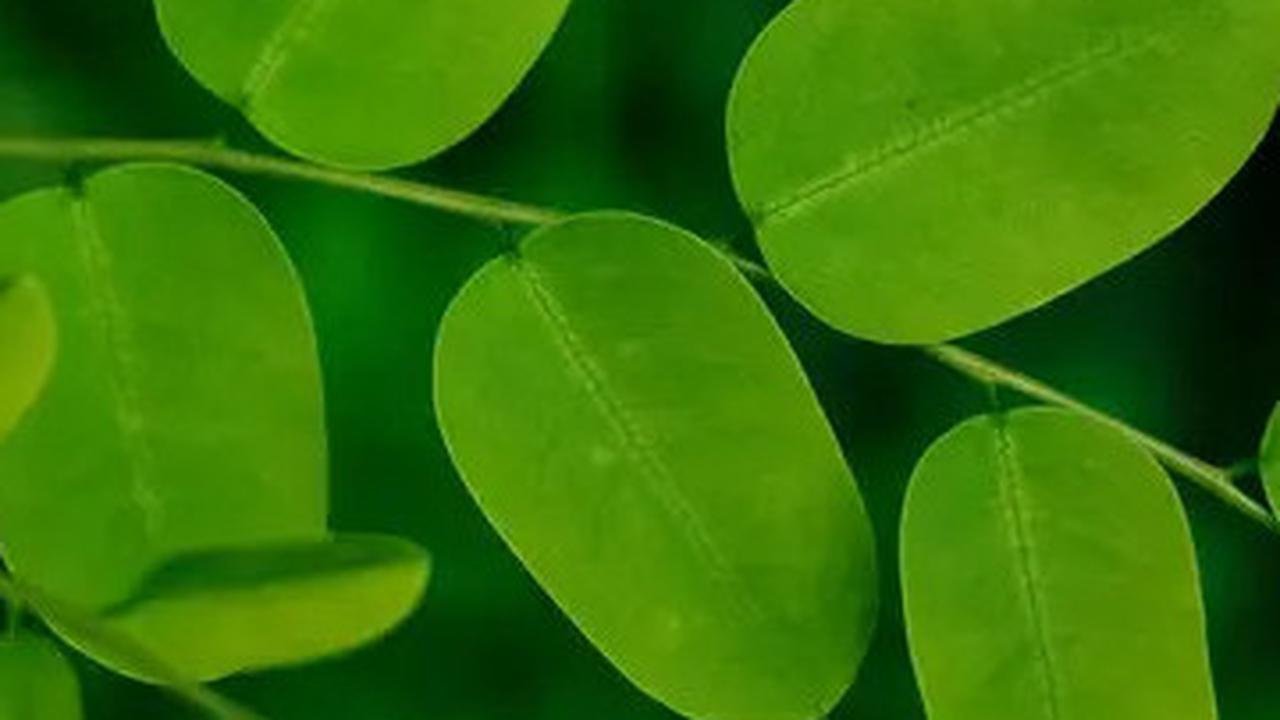 Top 3: Deretan Manfaat Daun Kelor untuk Kesehatan