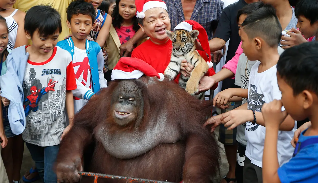 Orangutan bernama Pacquiao mengenakan topi Santa Claus dikelilingi anak-anak saat merayakan pesta natal di Malabon, Filipina (21/12). Pacquiao yang terlihat gemuk ini duduk di gerobak dan dikelilingi anak-anak. (AP Photo / Bullit Marquez)
