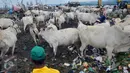 Ratusan sapi memadati TPA Jatibarang, Semarang, Rabu (10/2/2016). Selain dijadikan pusat pembuang sampah, TPA Jatibarang dijadikan peternak sebagai tempat mencari makan sapi-sapi mereka. (Foto: Gholib)