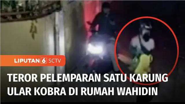 Geger! Rumah mantan Gubernur Banten, Wahidin Halim dilempari satu karung ular kobra oleh orang tak dikenal. Meski merasa terancam, keluarga tidak melaporkan kasus ini.
