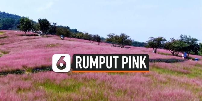 VIDEO: Padang Rumput Berwarna Pink Kembali Muncul di China