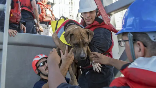Zeus, salah satu anjing yang ikut dalam pelayaran. (Sumber U.S. Navy/Jonathan Clay via AP)