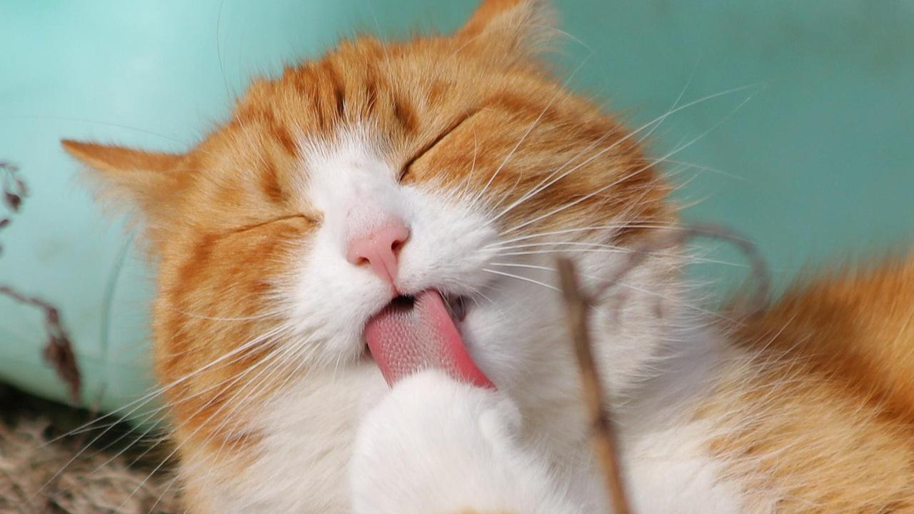 10 Rekomendasi Makanan Kucing agar Bulu-bulunya Lembut dan Tak Mudah Rontok, Wajib Coba
