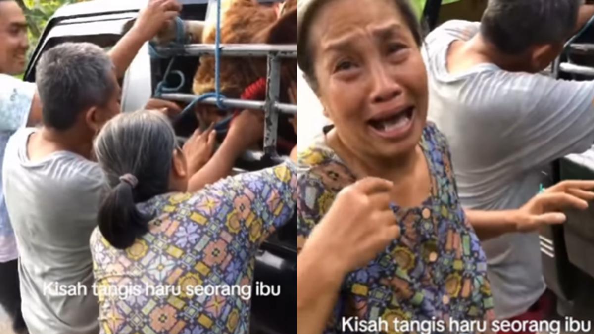Menangis Sesenggukan, Ibu Tua ini Sedih Bukan Main Sapi yang Dipeliharanya Sejak Kecil Dibawa Pembeli 'Seng Pintar Yo Nak'
