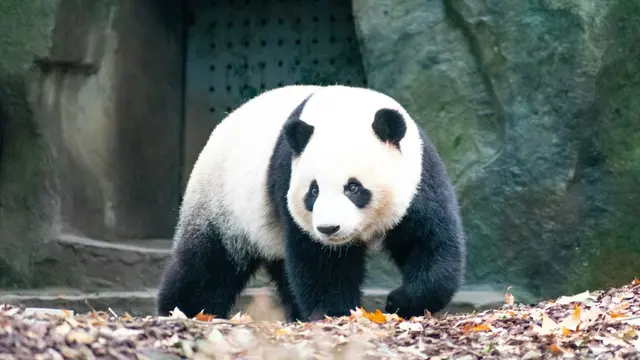 Giant Panda