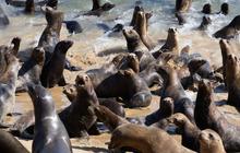 FOTO: Penampakan Pantai California di Amerika Serikat Dikuasai Gerombolan Singa Laut