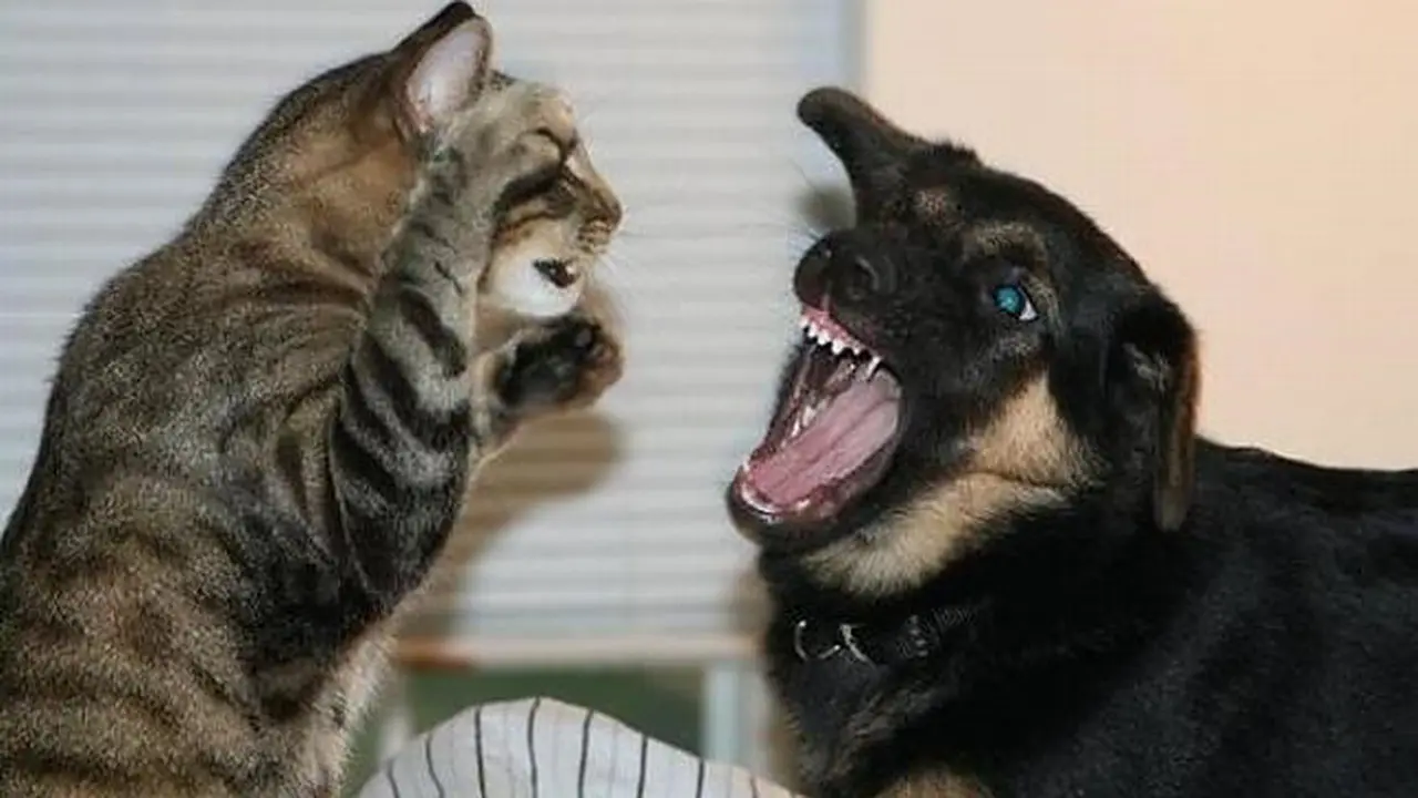 Selamatkan Anak dari Maut, Kucing Ini Rela Terkam Anjing Besar