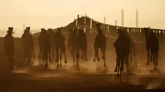 Unta lepas landas saat balapan di trek dekat desa al-Ikhlas, barat kota Omdurman, di Sudan, pada 19 Maret 2021. Perlombaan itu diselenggarakan oleh keluarga suku tradisional yang memelihara unta dari desa setempat untuk melestarikan dan merayakan warisan budaya mereka. (ABDULMONAM EASSA/AFP)