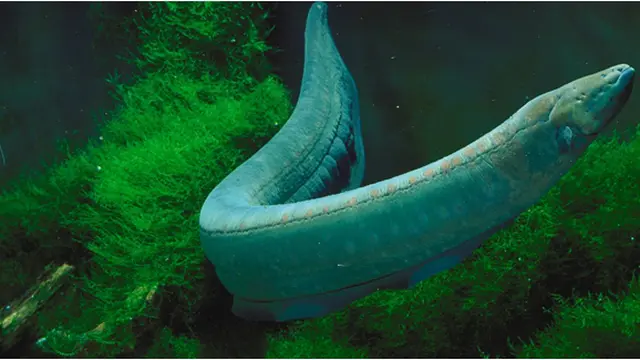 (c)nationalaquarium.wordpress.com