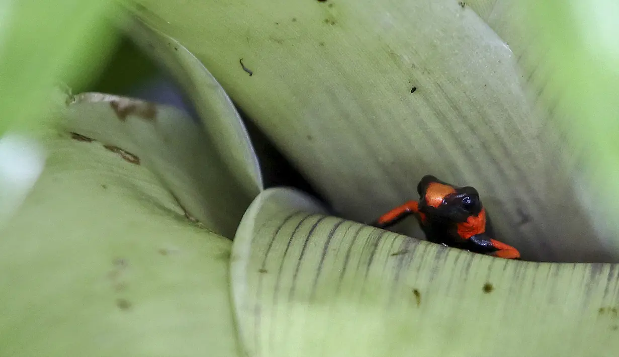 Seekor katak beracun (Oophaga Lehmanni) terlihat di laboratorium Cali Zoo Foundation sebelum dilepaskan, Cali, Kolombia, 1 Juni 2022. Di suatu tempat di Pasifik Kolombia, 29 spesimen pertama dilepaskan dengan mana repopulasinya diperkirakan akan dimulai. (Paola MAFLA/AFP)
