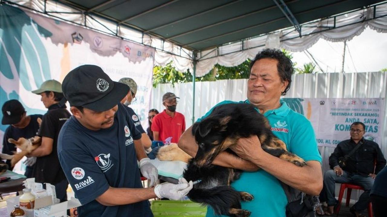 Tahukah Anda? 26 Provinsi Masih Endemik Rabies, Pemkab Bangli Gencarkan Vaksinasi Rabies Bangli pada Ratusan Anjing dan Kucing