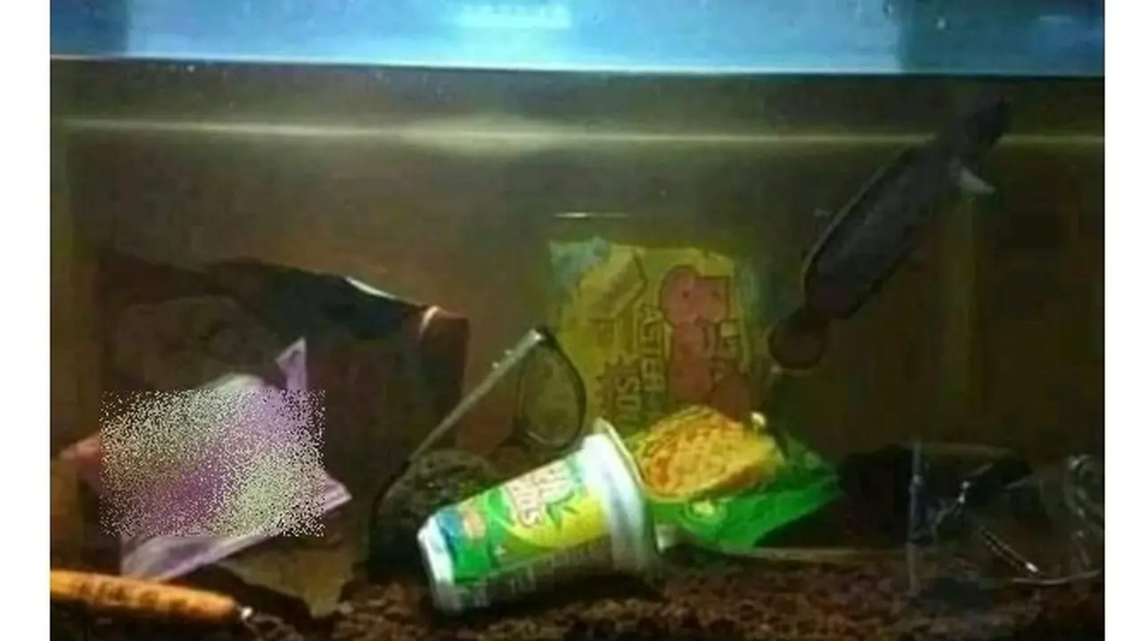 6 Potret Aquascape Low Budget Ini Bikin Pencinta Ikan Hias Senyum Tipis