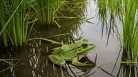 Jenis Katak yang Penting untuk Memangsa Tikus Kecil, Bantu Petani di Lahan Basah