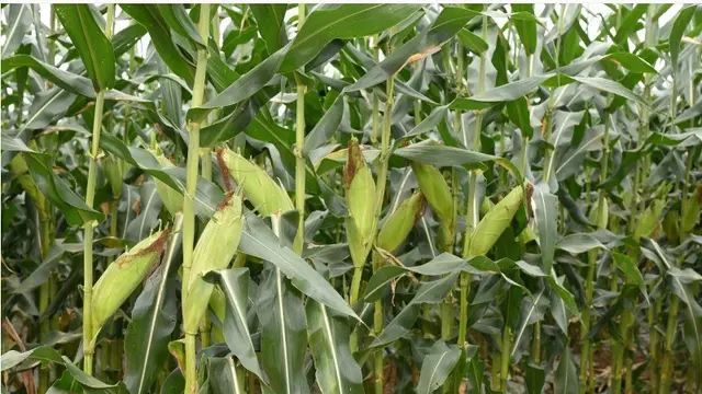 Benih Jagung Manis Berkualitas, Jadi Jawaban Keresahan Petani Menuju Panen yang Berkelanjutan.   foto: istimewa