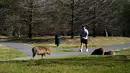 Kapibara terlihat di rumput di komunitas yang terjaga keamanannya di Tigre, provinsi Buenos Aires, pada 26 Agustus 2021. Beberapa keluarga capybaras berjalan-jalan di Nordelta, salah satu perumahan paling eksklusif di Argentina. (MAGALI CERVANTES/AFP)