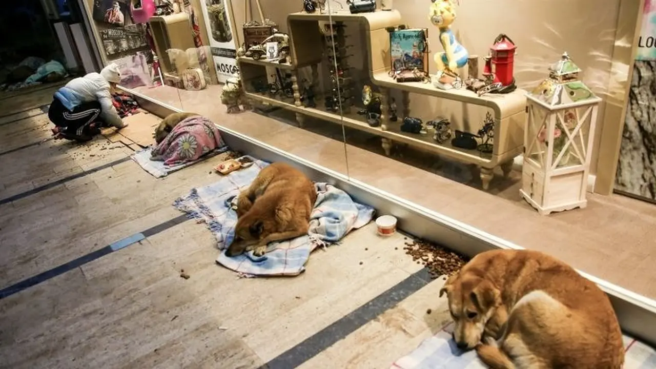 Penampungan Anjing