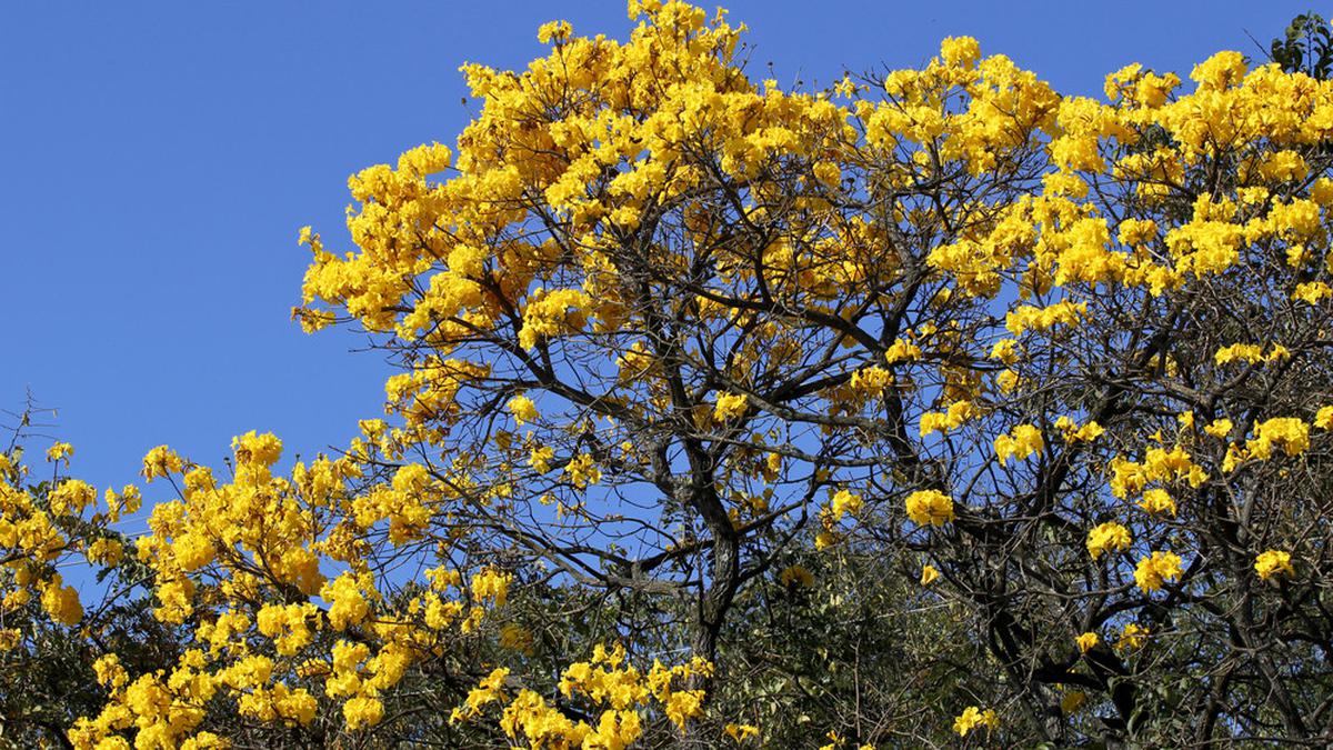 10 Jenis Pohon Berbunga Cantik untuk Memperindah Halaman Depan Rumah Kecil