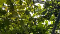 Tips Menanam Pohon Anggur Berbuah Lebat di Pekarangan Rumah, Biar Tak Cuma Tumbuh Daun