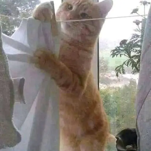 7 Potret Kucing Oranye Lakukan Pekerjaan Rumah, Bisa Jadi Kucing Baik