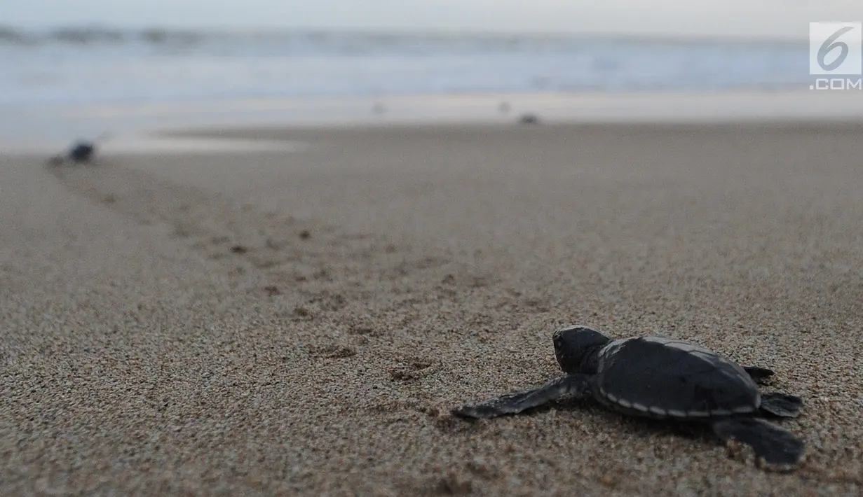 Tukik berjalan menuju laut saat dilepas di Pantai Pangumbahan, Ujung Genteng,  Sukabumi, Jawa Barat (27/10). Pelepasan dilakukan setiap penetasan tukik di tempat penangkaran Penyu hijau yang dikelolola DKPP Pemprov Jawa Barat. (Merdeka.com/Arie Basuki)