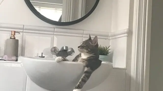 7 Kelakuan Kocak Kucing Pura-Pura Jadi Manusia