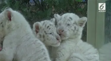 Bayi harimau putih kembar lima muncul perdana di kebun binatang Jinan Wildlife World. Mereka dalam keadaan sehat.