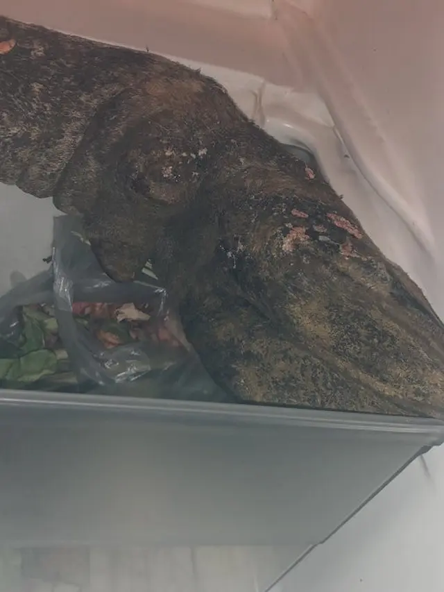 Isi Kulkas Pasca Kurban