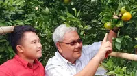Rizal Pahlevi tengah mengamati satu buah jeruk Garut yang matang di pohonnya di are Agrowisata Eptilu, Cikajang, Garut, Jawa Barat. (Liputan6.com/Jayadi Supriadin)