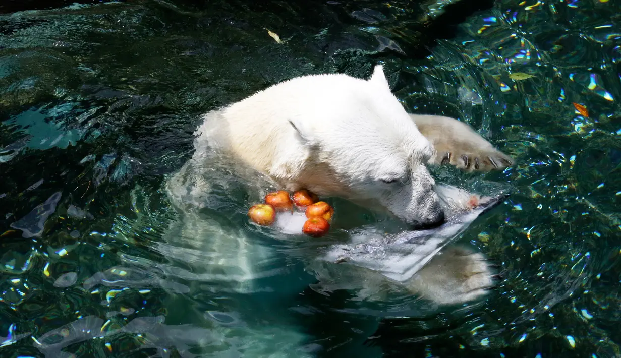 Seekor beruang kutub jantan, Tongki menggigit sebongkah es berisi ikan di Everland Resort, Korea Selatan, Kamis (21/6). Akibat udara panas, pihak pengelola kebun binatang berinisiatif untuk memberi es krim pada beruang 23 tahun itu. (AP/Ahn Young-joon)