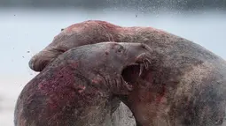 Dua anjing laut abu-abu jantan berusaha saling mengigit sat bertarung di utara Pulau Helgoland, Jerman, (14/12). Pertarungan anjing laut abu-abu jantan banyak dijumpai menjelang musim kawin tiba. (AFP Photo/John MacDougall)