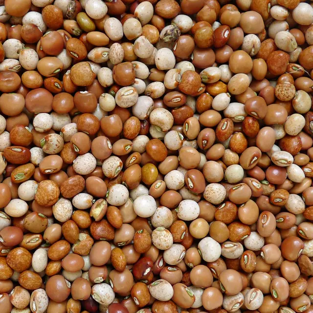 Kacang Gude