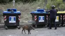 Seekor babi hutan berjalan melewati tempat sampah di Roma, Italia pada 24 September 2021. Gerombolan babi hutan berlarian di jalan-jalan kota, menjulurkan moncongnya ke tempat sampah mencari makanan telah menjadi pemandangan sehari-hari di Roma. (AP Photo/Gregorio Borgia)