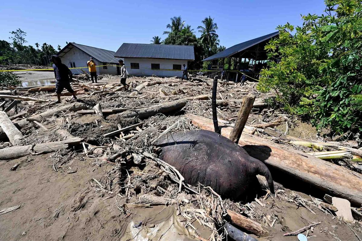 FOTO: Menyedihkan! Gajah Sumatera Ditemukan Tewas Terjebak Material Banjir Bandang di Pidie Jaya