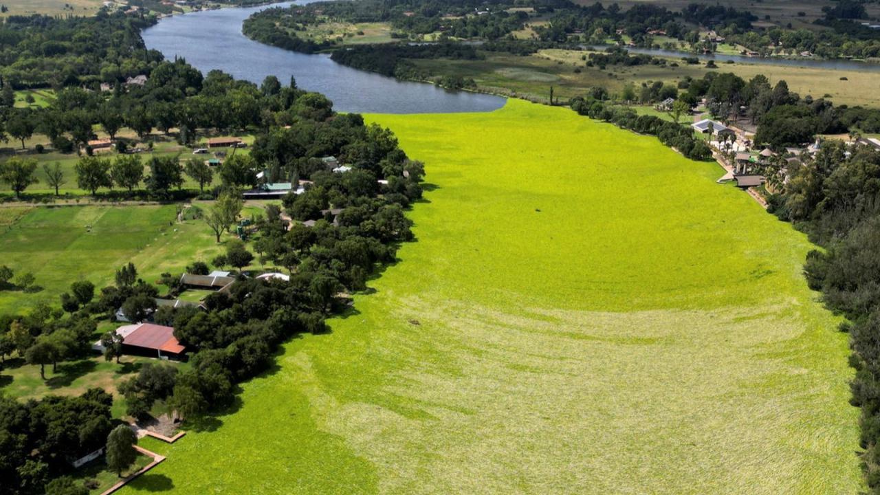 Sebuah pemandangan yang diambil dari drone menunjukkan "mat" atau disebut selada air menutupi Sungai Vaal di Millionaires Bend, Sasolburg Barat, Afrika Selatan, 16 Februari 2024. Foto: REUTERS / Shiraaz Mohamed<br>