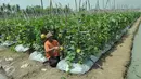 Petani binaan Ewindo memanen buah melon premium Stella F1 di Teluk Naga, Tangerang, Kamis (20/4). Dengan teknik budidaya tanaman hortikultura berkualitas tinggi, melon tersebut dapat bersaing dengan produk impor. (Liputan6.com/Helmi Afandi)