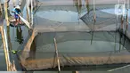 Petani menjala ikan mujair untuk dijual diantara keramba ikan hias di Situ Telaga Biru, Ciseeng, Bogor, Selasa (15/09/2020). Terdampak ekonomi akibat menurunnya daya beli masyarakat saat pandemi COVID-19, ratusan petani ikan hias di kawasan ini hanya bisa pasrah. (merdeka.com/Arie Basuki)
