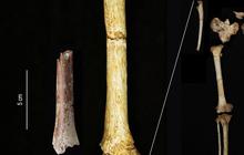 Ilmuwan Pecahkan Misteri Spesies Manusia Purba di Indonesia, Temukan Tulang Tangan Manusia 'Hobbit' di Flores yang Hidup 700.000 Tahun Lalu