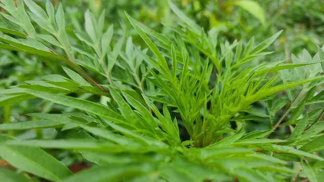 Kenikir
