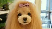Tak hanya manusia saja yang dapat berekspresi dengan rambutnya, namun anjing-anjing ini juga memiliki model rambut yang modis.