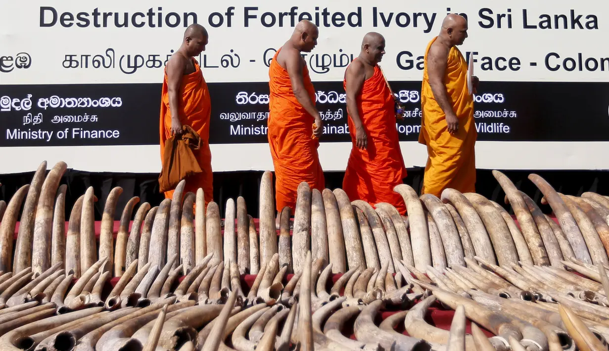 Biksu Buddha melihat gading gajah Afrika (Gading Darah)  yang disita oleh Bea Cukai Sri Lanka untuk dihancurkan, sebelum mereka mengadakan doa untuk gajah mati, di Galle Face Green di Kolombo (26/1/2016). (REUTERS/Dinuka Liyanawatte)