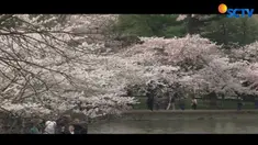 Kawasan Danau Tidal Basin di Washington DC ramai oleh warga yang ingin menikmati indahnya bunga sakura.