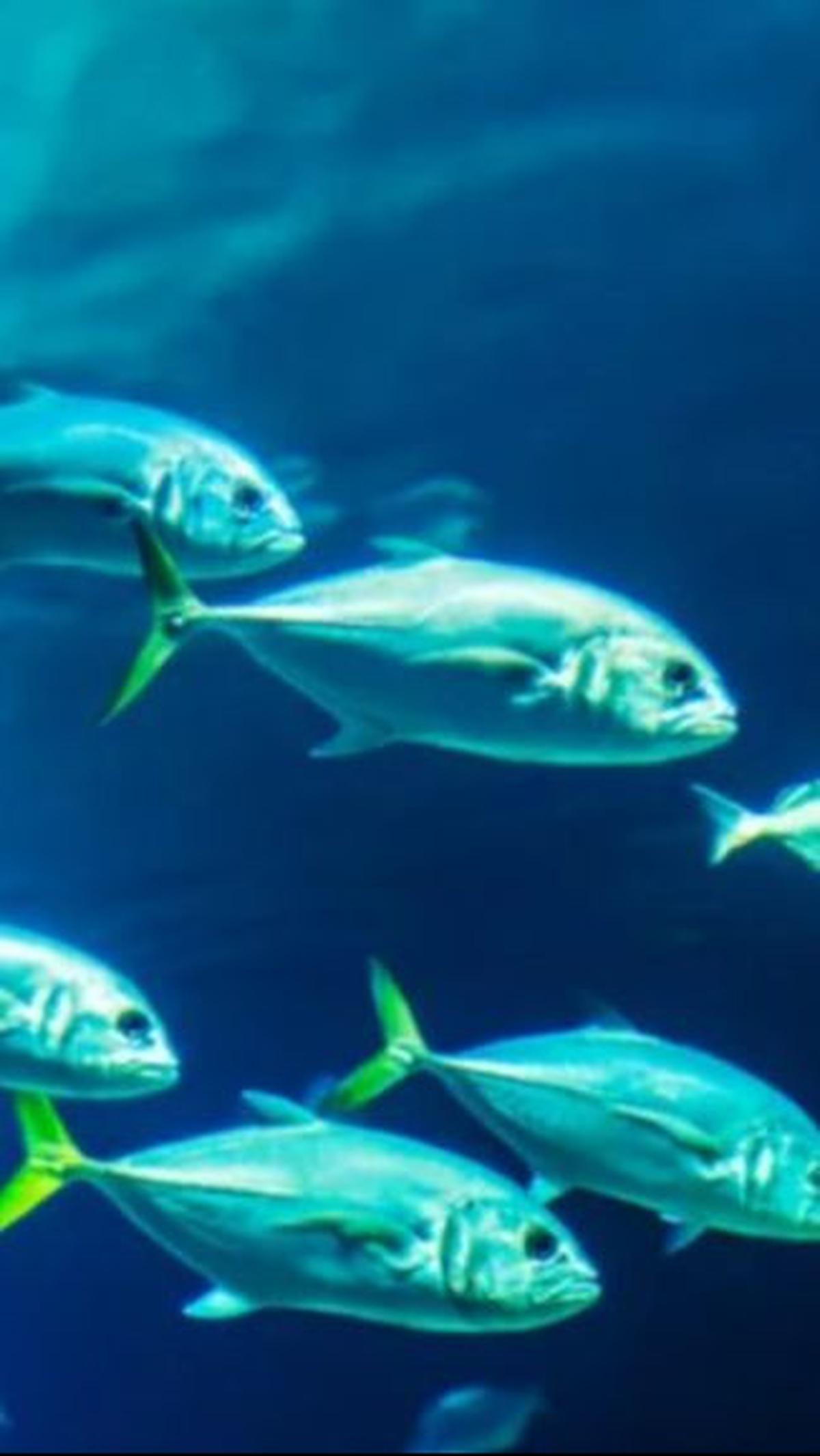 Akankah Ikan Bisa Merasa Haus?<br>