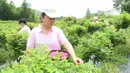 Para staf memetik bunga mawar di sebuah kebun mawar di Wilayah Daixi, Kota Huzhou, Provinsi Zhejiang, China timur (9/6/2020). saat ini Daixi menjadi rumah bagi 103 perusahaan yang mengolah bahan baku, menghasilkan produk, dan mengembangkan pariwisata. (Xinhua/Weng Xinyang)