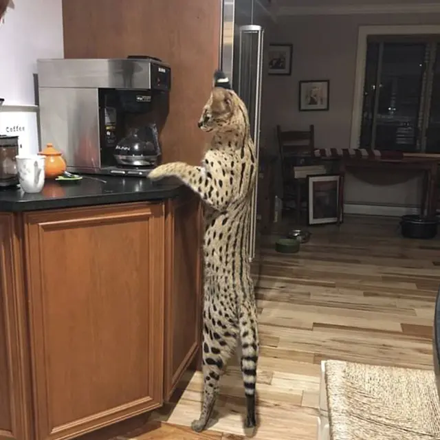 kucing serval