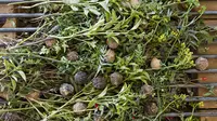Bahan-bahan herbal untuk dibuat Chogosta. Source: http://www.paralleloaxaca.com