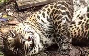 Tangkapan layar macan tutul terjerat di kawasan Gunung Mas Puncak, Kampung Batik, Desa Tugu Selatan, Kecamatan Cisarua, Bogor. (Dok. Istimewa)