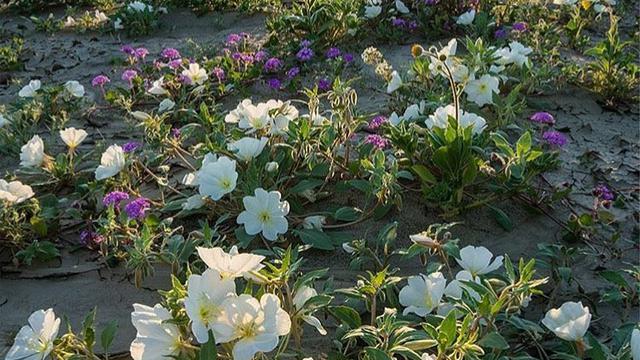 Ingin Liburan Musim Semi? Intip 13 Destinasi Seru Berikut Ini