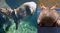 Tingkahnya Menggemaskan, Bayi Kuda Nil Ini Punya Acara TV Sendiri