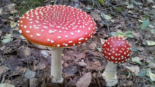 Jamur Pembunuh, Makanan Mematikan